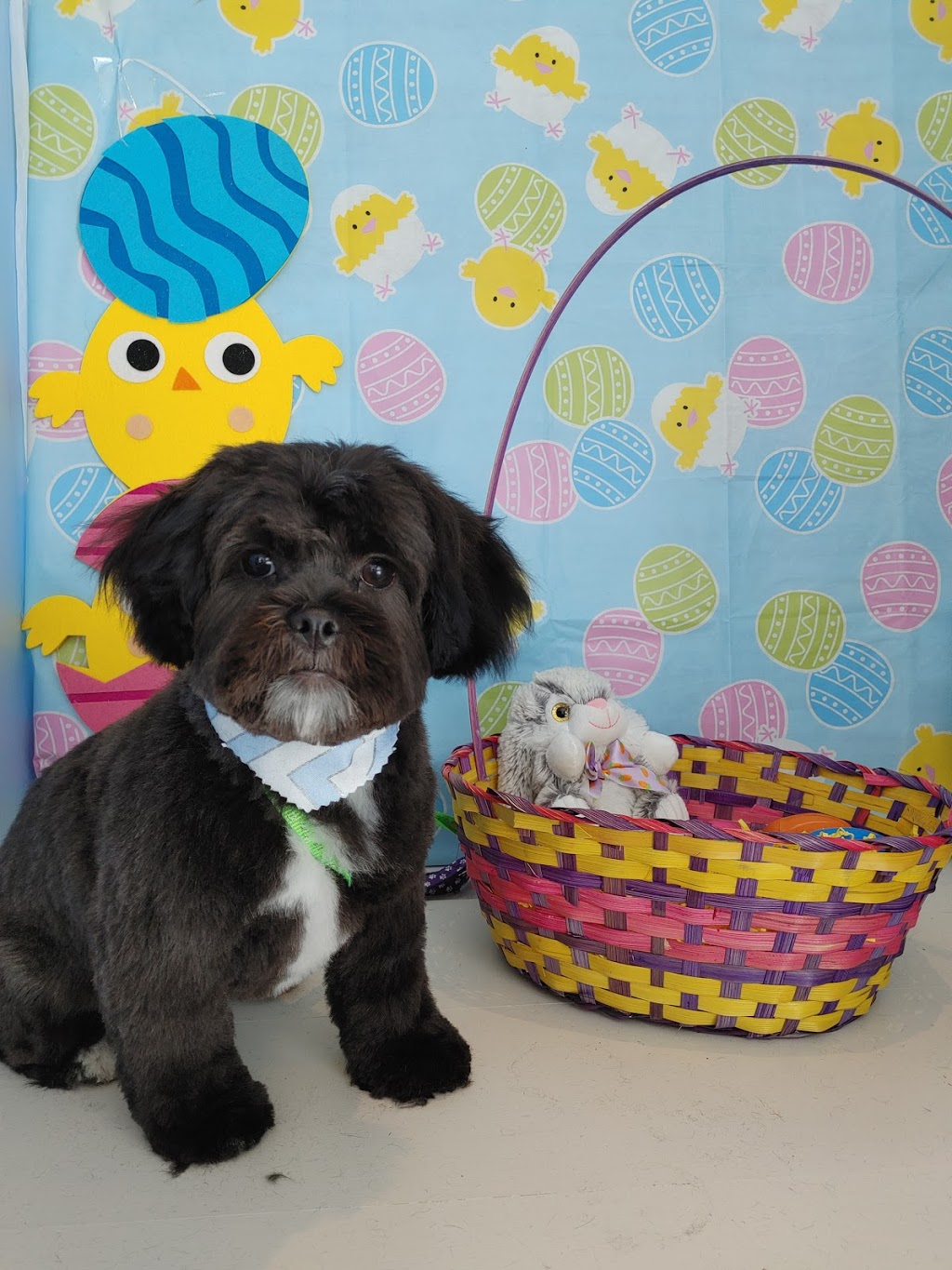 The Grooming Laydee | 7284 County 50 Rd W, Harrow, ON N0R 1G0, Canada | Phone: (226) 202-0428