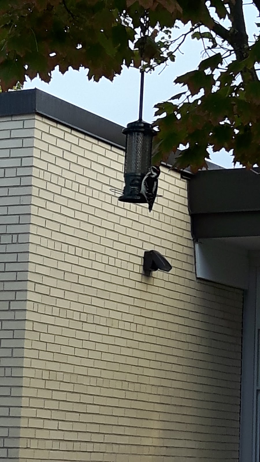 Johnson Street Public School | 105 Johnson St, Barrie, ON L4M 4R4, Canada | Phone: (705) 728-9251