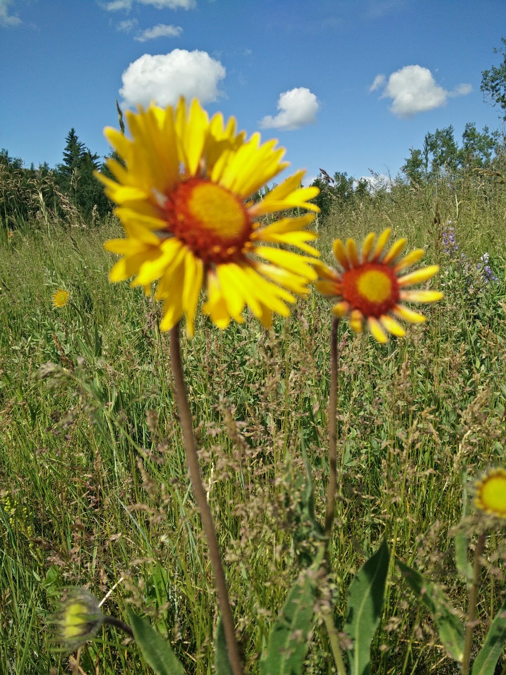Strathcona Park | Southwest Calgary, Calgary, AB T3H, Canada