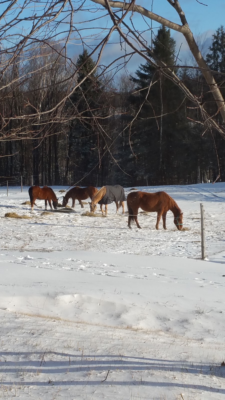 Reining Hope AEAAT LLC and Reining Hope THP LTD a 501(c)3 Non-pr | 574 Sunset Dr, Morgan, VT 05853, USA | Phone: (802) 895-9166