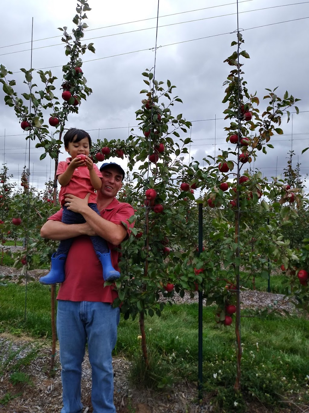 Irishview Estates Apple Orchard | 2480 NB-115, Irishtown, NB E1H 2M1, Canada | Phone: (506) 384-0294