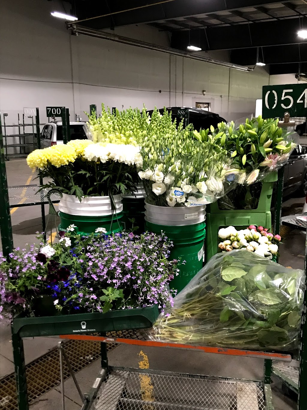 Ontario Flower Growers Co-Op Ltd-Auction | 910 Mid-Way Blvd, Mississauga, ON L5T 1T9, Canada | Phone: (905) 670-9556