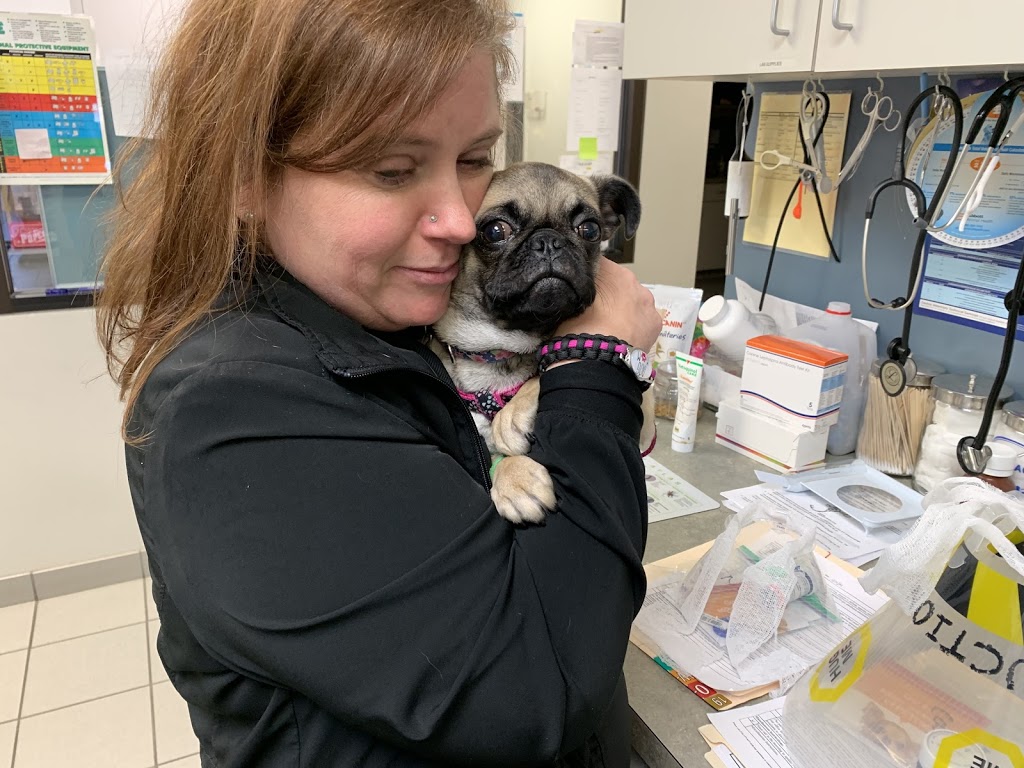 5 Corners Animal Hospital | 2799 Southwestern Blvd #100, Orchard Park, NY 14127, USA | Phone: (716) 677-4477