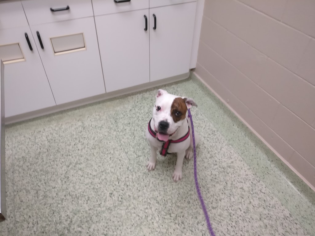 Wellington Veterinary Services | 320 E Mill St, Elora, ON N0B 1S0, Canada | Phone: (519) 846-5327