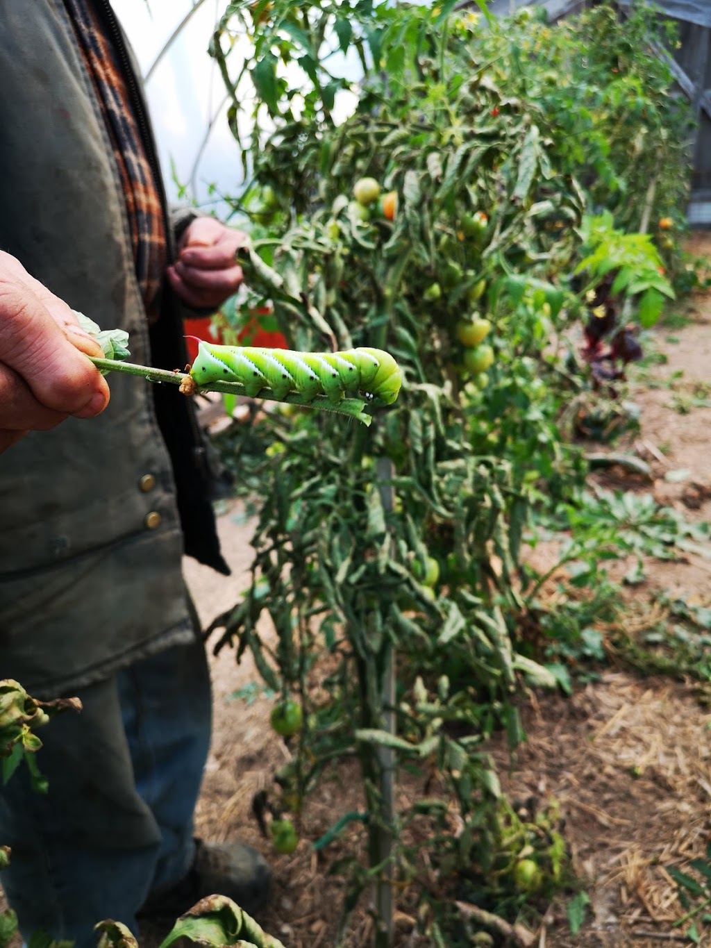 Saunders Organics Farm | Middlesex Centre, ON N0M, Canada | Phone: (519) 666-0705