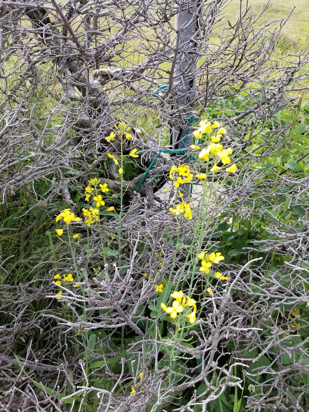 Cape Race Lighthouse | Division No. 1, Subd. V, NL A0A 4B0, Canada | Phone: (709) 438-1100