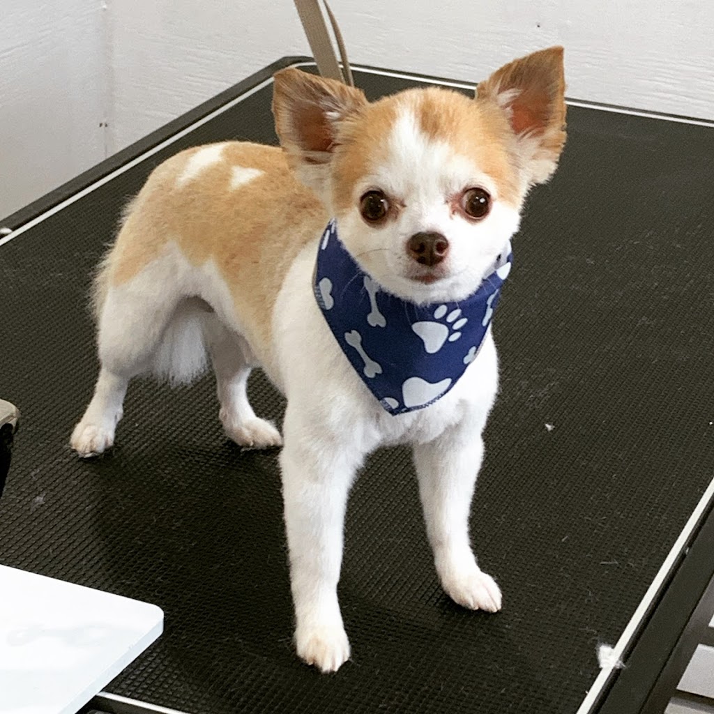 Country Fields Grooming Studio | 1733 Simcoe County Rd 27, Schomberg, ON L0G 1T0, Canada | Phone: (289) 970-0770
