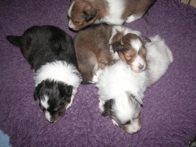 Sunnyseas Shelties | 138 Common St, Liverpool, NS B0T 1K0, Canada | Phone: (902) 354-5911