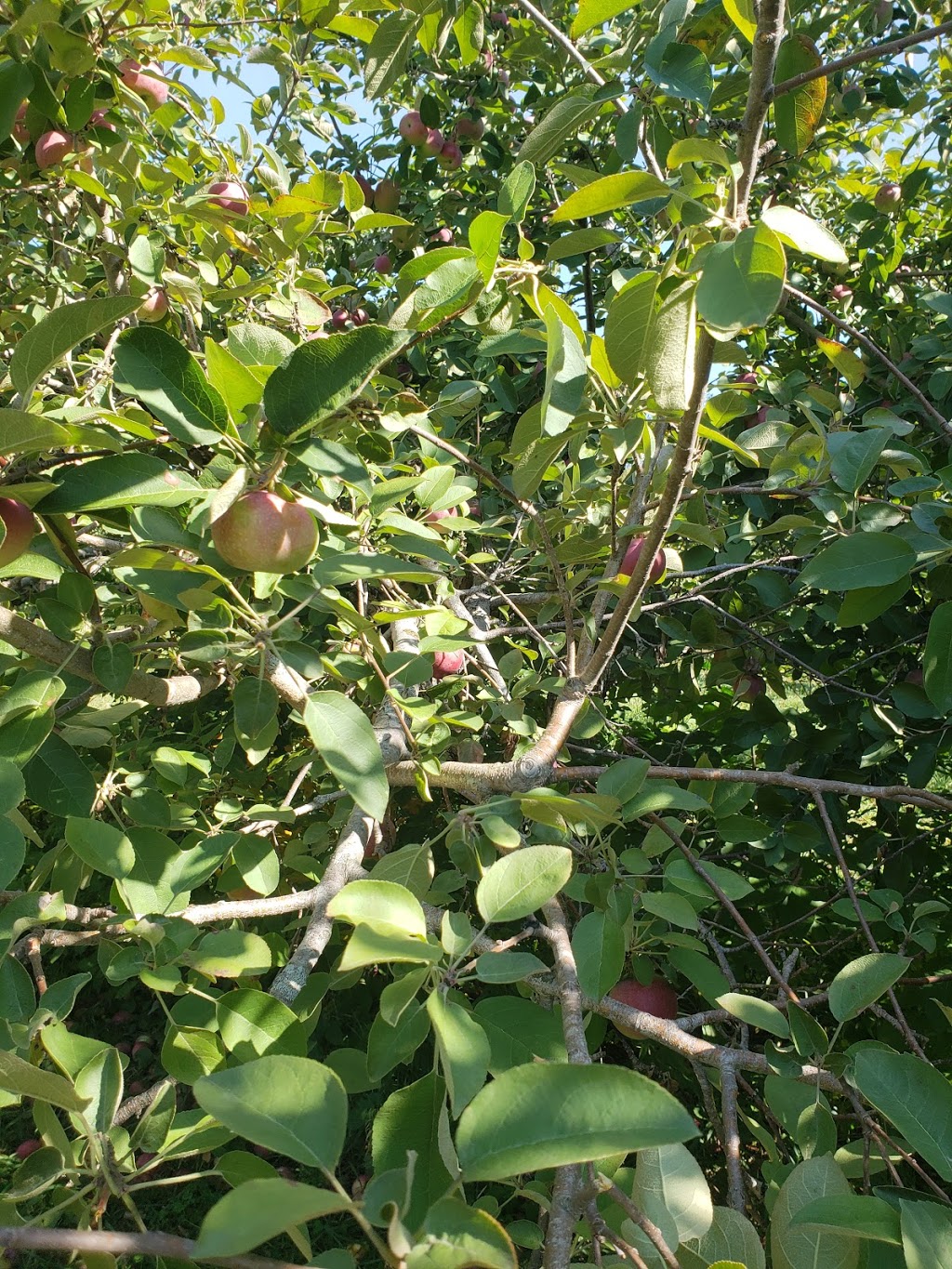 Apple Orchard | 6121 Cabin Rd, Osgoode, ON K0A 2W0, Canada