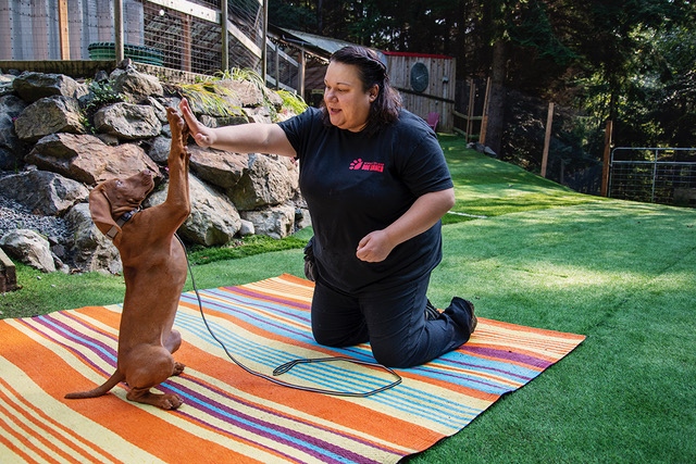 Bowen Island Dog Ranch | 1302 Adams Rd, Bowen Island, BC V0N 1G0, Canada | Phone: (604) 947-6965