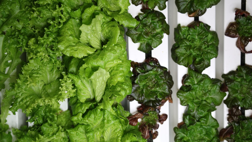 Uprooted Farm | 7445 Wellington County Rd 21, Centre Wellington, ON N0B, Canada, Canada | Phone: (519) 496-0722