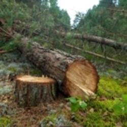 Brantford Tree Service | 565 Paris Rd, Brantford, ON N3T 6M2, Canada | Phone: (519) 756-6068