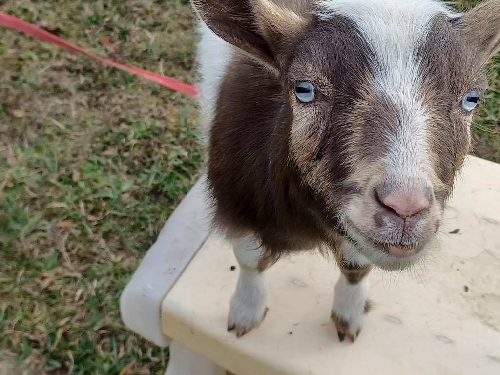 STARDUST ACRES A FLAHERTY FARM | 205 Pickerel Point Rd RR6, Lindsay, ON K9V 4R6, Canada | Phone: (705) 344-5580