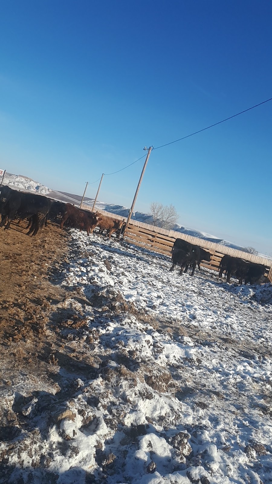 Groenenboom Farms Ltd. | Box 976, Coalhurst, AB T0L 0V0, Canada | Phone: (403) 381-4170
