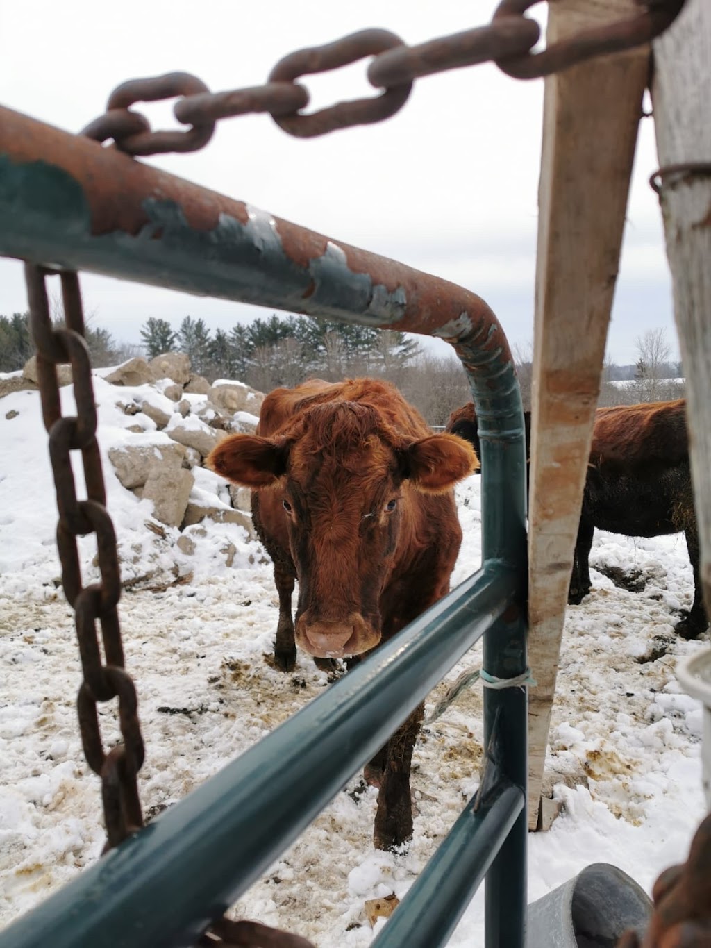 McSmiths Organic Farm | 42828 Shorlea Line, St Thomas, ON N5P 3T1, Canada | Phone: (519) 631-0279