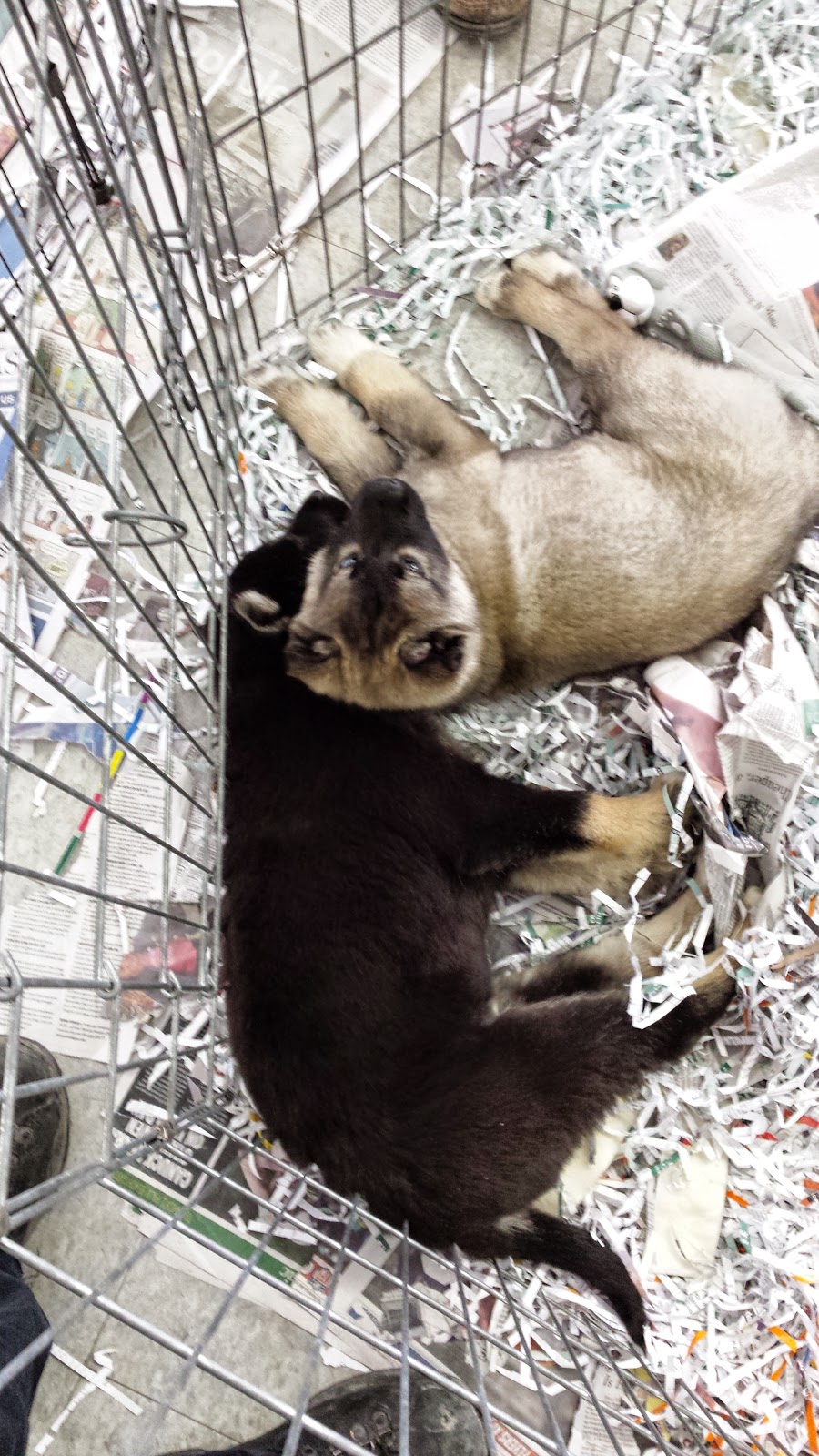 Pet Paradise | 28A-1111 Davis Dr, Newmarket, ON L3Y 9E5, Canada | Phone: (905) 853-7387