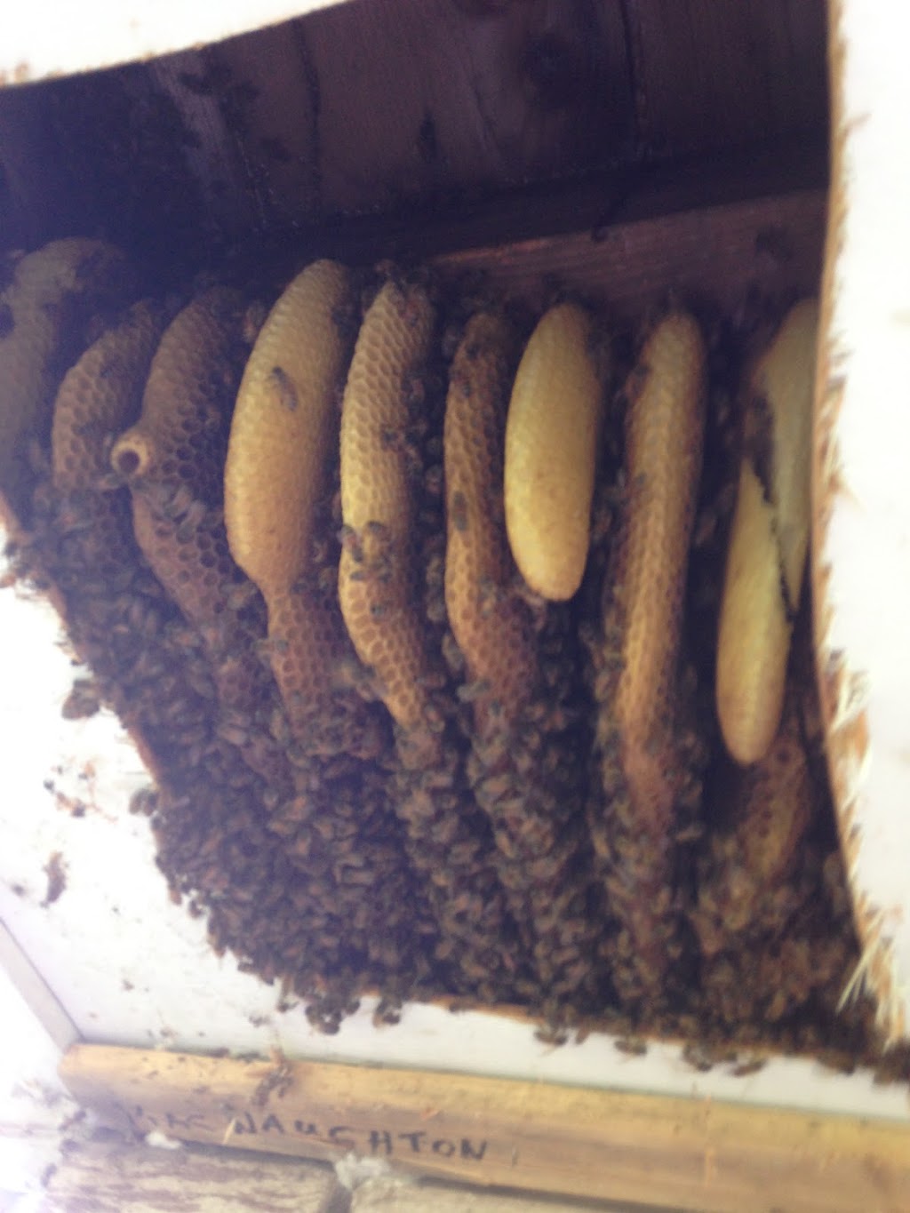 ICU Pest Control | 19 Francis St, Brantford, ON N3R 7H4, Canada | Phone: (519) 750-7378