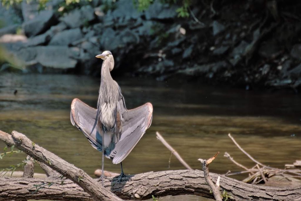 Visitation Nature Park | 11062 Avenue Wilfrid St Louis, Montréal-Nord, QC H1H 5K7, Canada | Phone: (514) 280-6767