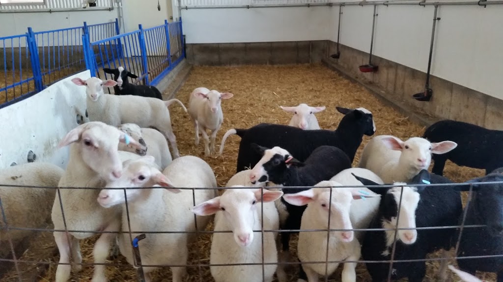 Mark Martin Dairy Sheep Farm | 7015 Side Rd 18, Drayton, ON N0G 1P0, Canada | Phone: (519) 638-3644