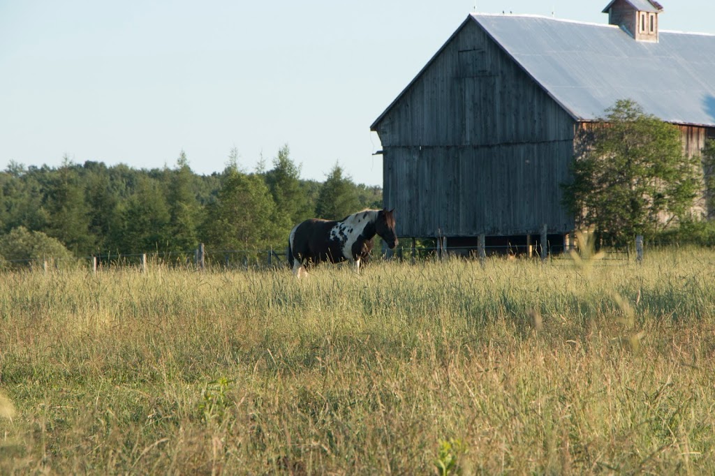 South Algonquin Summer Camp | 5426 Gelert Rd, Dysart et al, ON K0M 1S0, Canada | Phone: (705) 455-9166