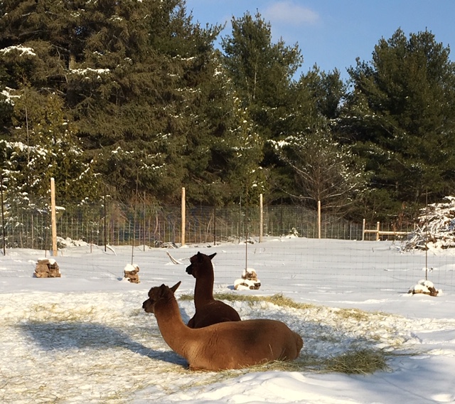 Windmill Point Alpaca Farm | 24 Otter Ln, Coboconk, ON K0M 1K0, Canada | Phone: (289) 969-0314