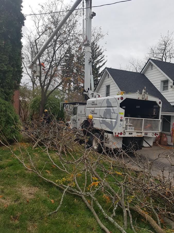Beauregard Tree Service | 55 River Rd, Brantford, ON N3T 5L6, Canada | Phone: (519) 756-3489