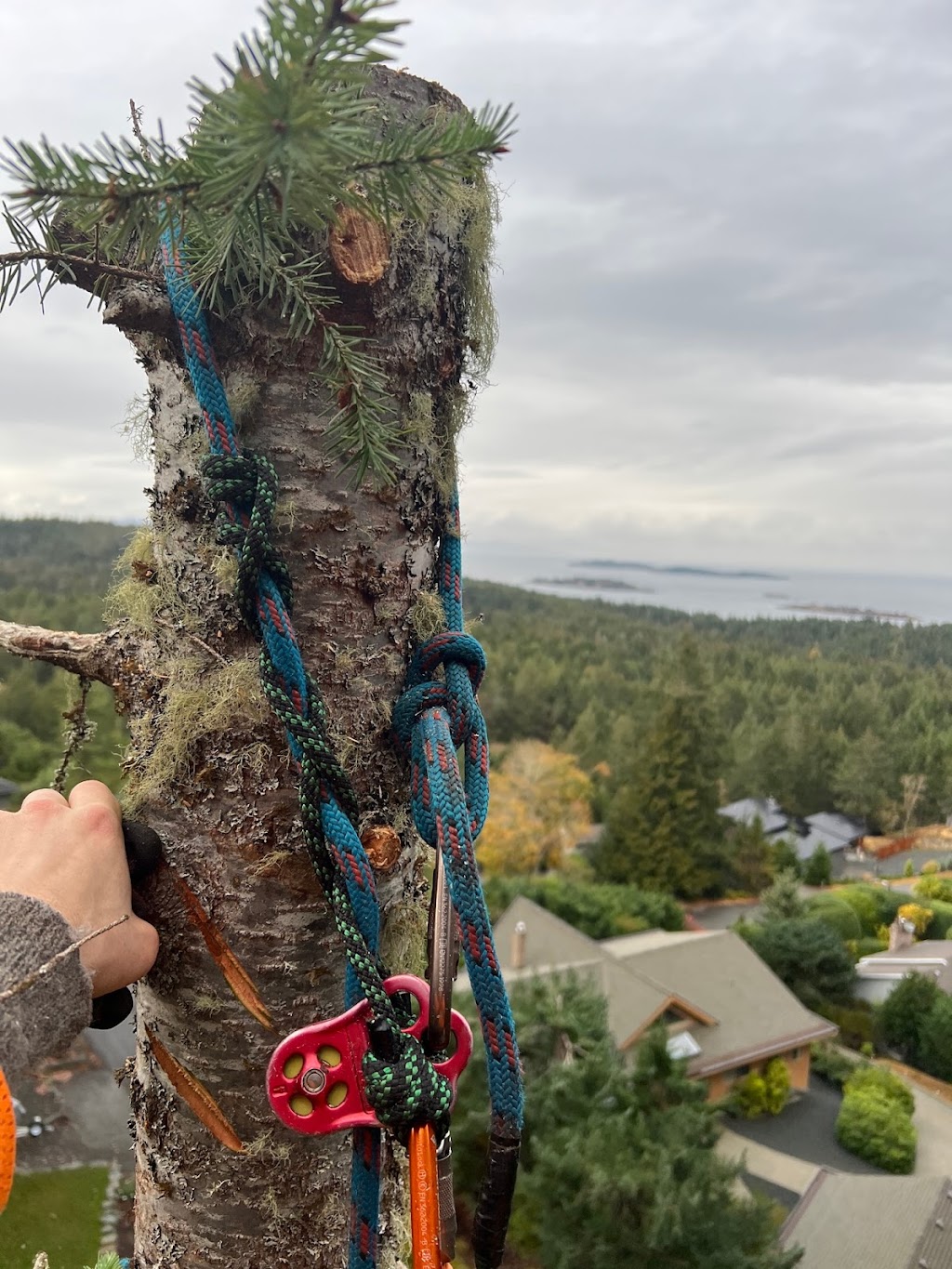 Accure Tree Service | 3484 Osprey Lookout, Nanaimo, BC V9T 4E7, Canada | Phone: (250) 713-9781
