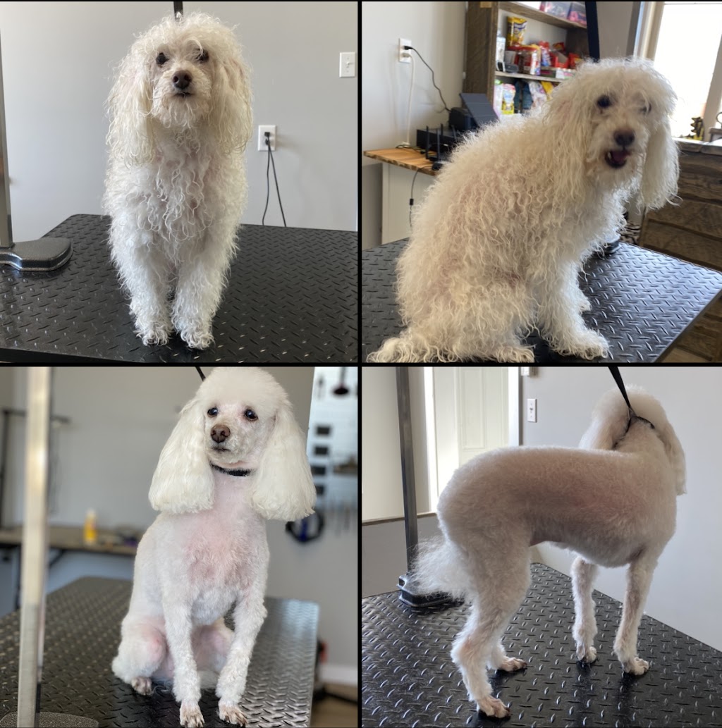 Dog Gone Gorgeous Dog Grooming | 4911 50 St, Holden, AB T0B 2C0, Canada | Phone: (780) 690-9769