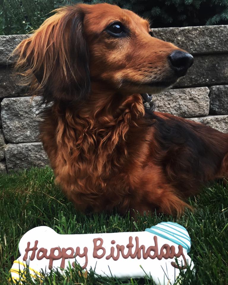 Bosco And Roxys Gourmet Dog Bakery | 65 Bessemer Rd, London, ON N6E 2G1, Canada | Phone: (888) 247-1245