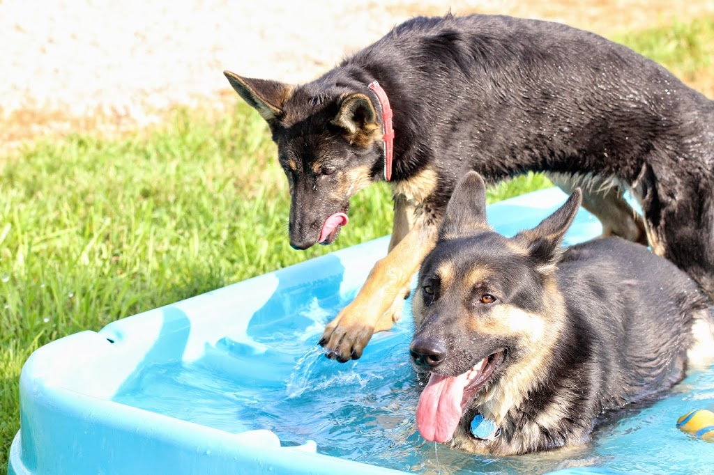K-Lane Kennels | Box 172, Kronau, SK S0G 2T0, Canada | Phone: (306) 781-2774