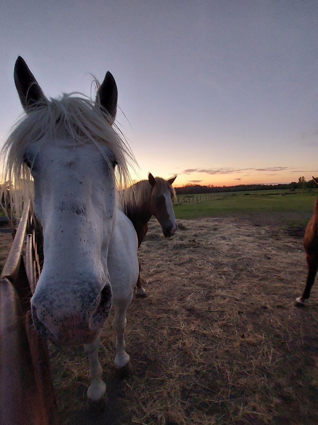 Riding Hood Stables | 129 Blessington Rd, Corbyville, ON K0K 1V0, Canada | Phone: (613) 848-7474