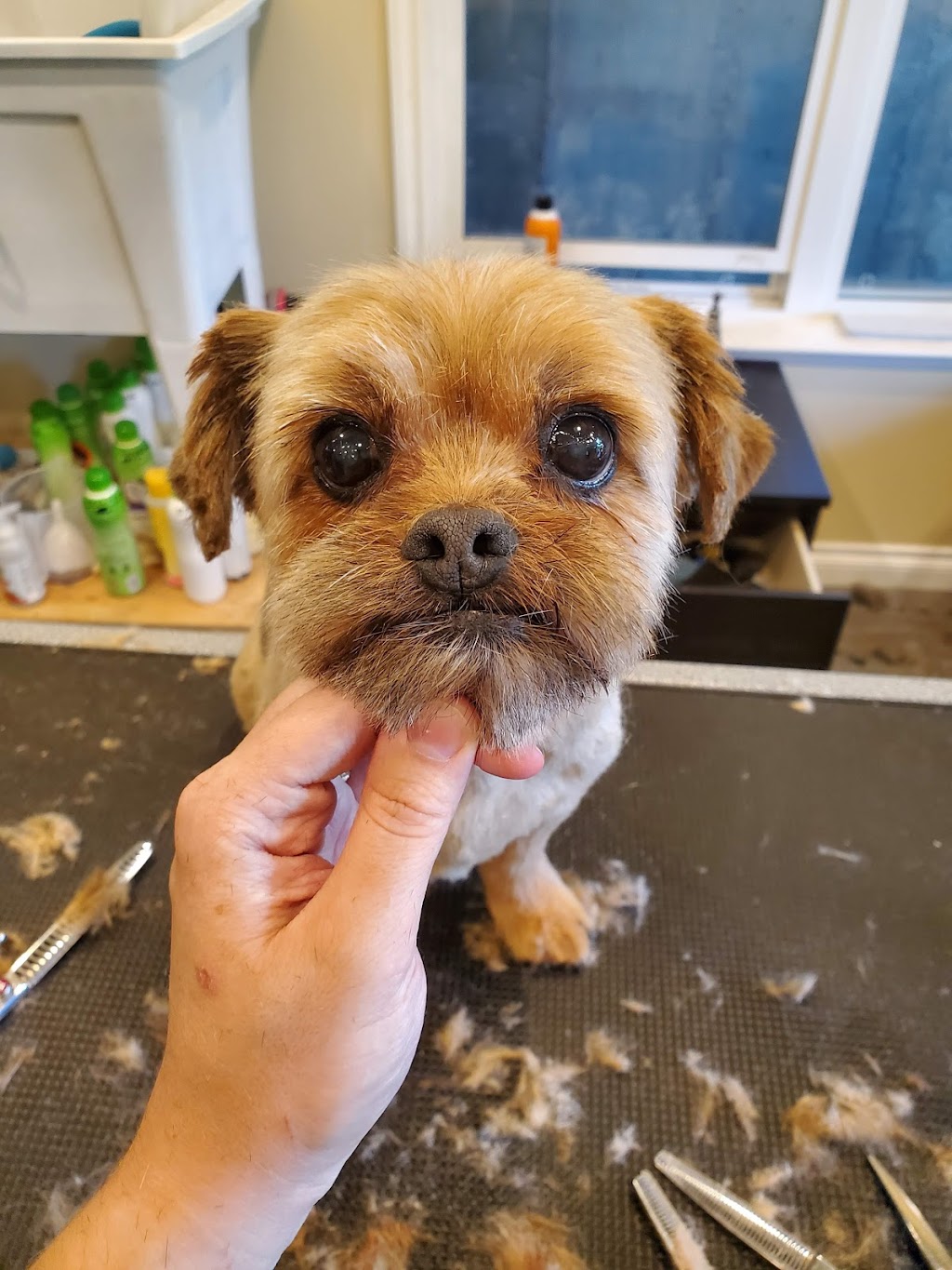 CCs Pet Spaw | 1124 Fern Ridge Dr, Mill Bay, BC V0R 2P2, Canada | Phone: (250) 686-8260