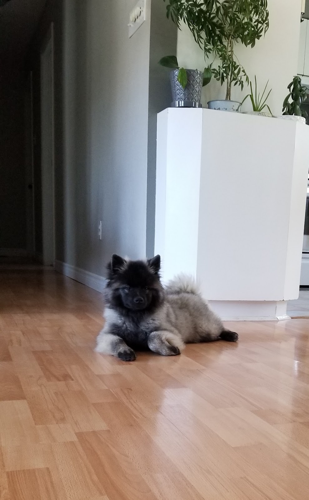 Sweet Home Keeshond | 591 6e rang, Saint-Rosaire, QC G0Z 1K0, Canada | Phone: (819) 350-9082