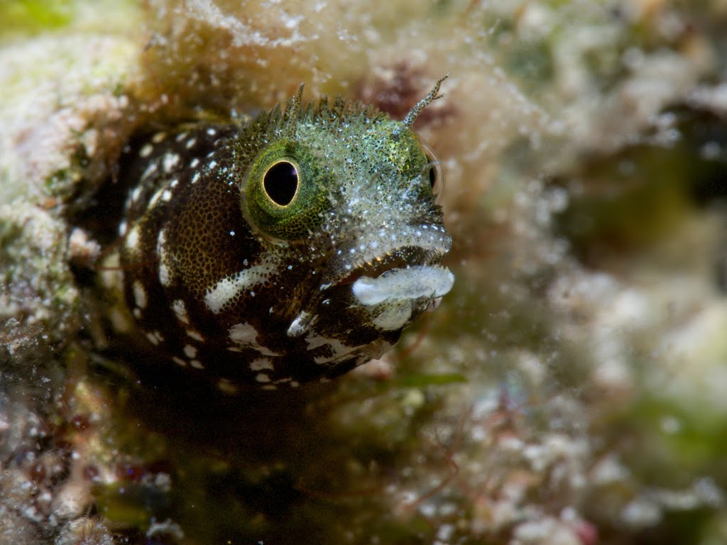 Aqua-Nuts Diving | 5355 56 St, Rocky Mountain House, AB T4T 1H4, Canada | Phone: (403) 846-3914
