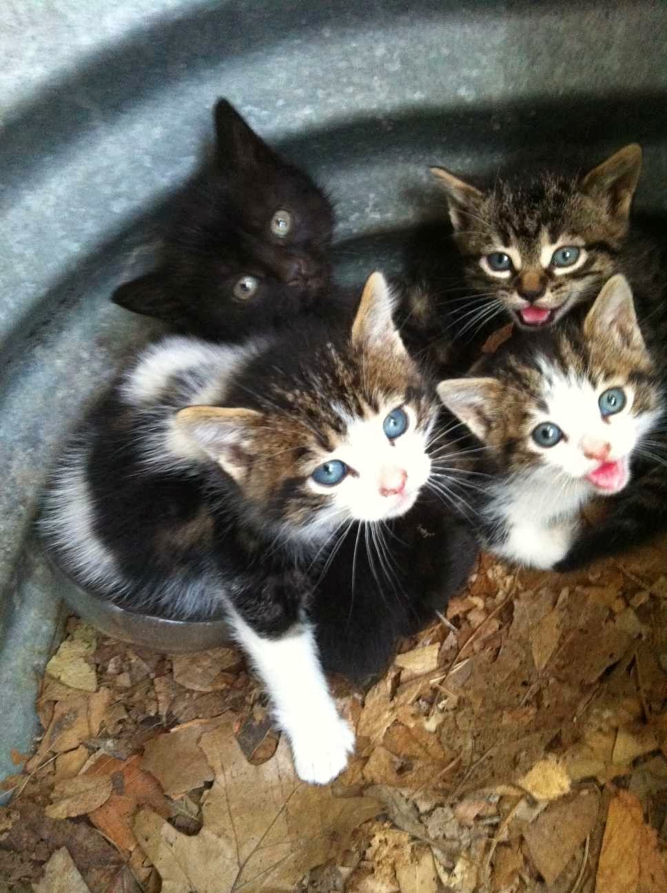 Gateway Pet Hospital Kitchener | 4391 King St E, Kitchener, ON N2P 2G1, Canada | Phone: (519) 653-1003