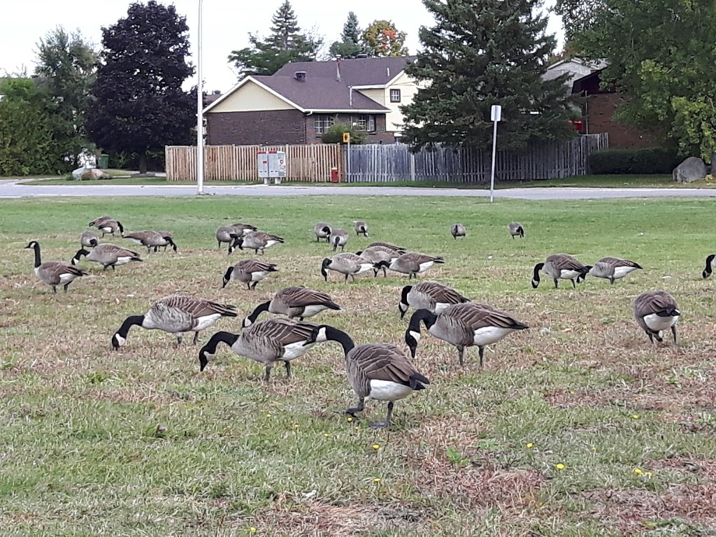 Parc Georges Springate | 4788 Rue Richmond, Pierrefonds, QC H9A 2Z2, Canada | Phone: (514) 872-0311