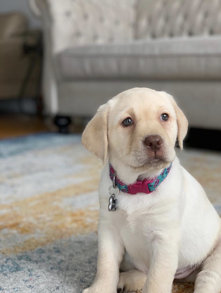 LoneStar Retrievers | 1078 Campbellville Rd, Campbellville, ON L0P 1B0, Canada | Phone: (905) 749-4349
