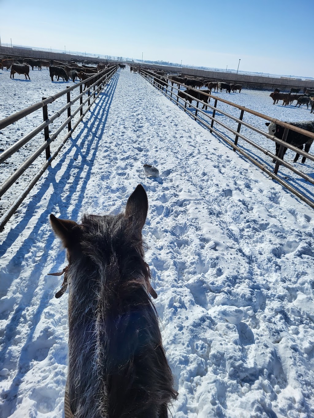 Serfas Farms Enchant Feed Yard | corner range road 181 and, Township Rd 150, Enchant, AB T0K 0V0, Canada | Phone: (825) 609-4110