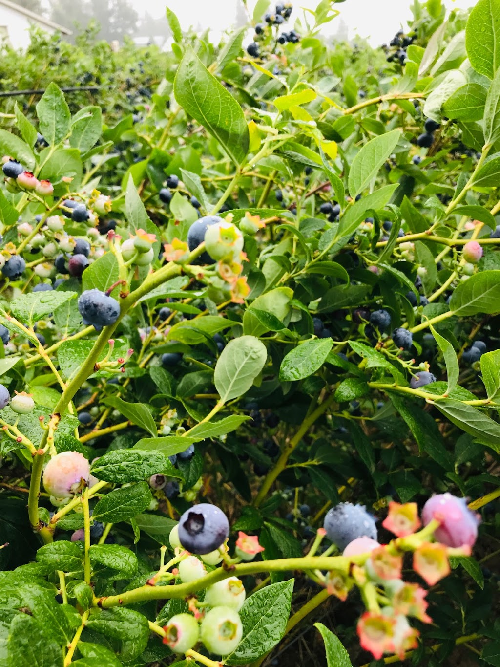 Willems Berry Farm | 33736 Vye Rd, Abbotsford, BC V2S 8A9, Canada | Phone: (604) 864-1149
