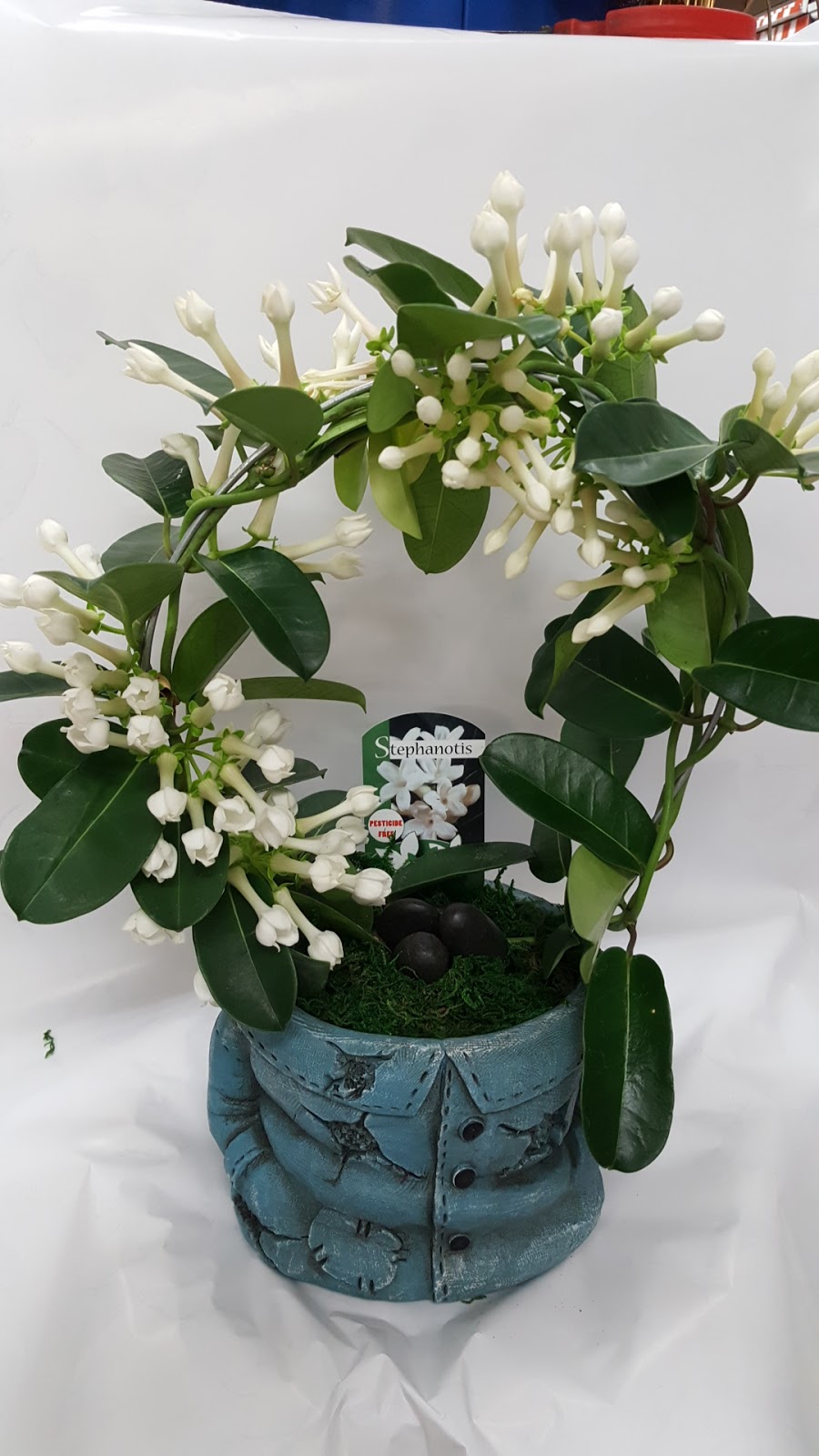 Eastown Smoke, Gift & Flowers | 2646 Eglinton Ave E, Scarborough, ON M1K 2S3, Canada | Phone: (416) 264-4435