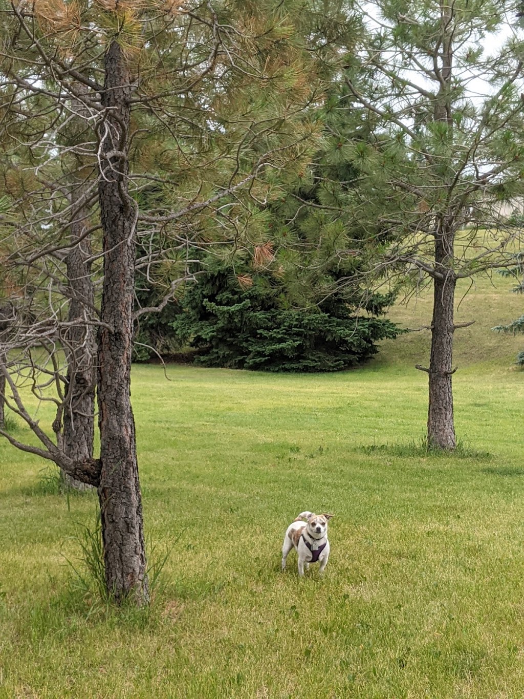 Oliver Quarry Off Leash Dog park | 2303 State Rd SW, Calgary, AB T3C 2M7, Canada | Phone: (403) 246-3535