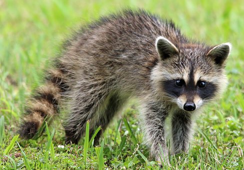 Top line pest control | 15677 98 Ave, Surrey, BC V4N 2W9, Canada | Phone: (604) 551-6504