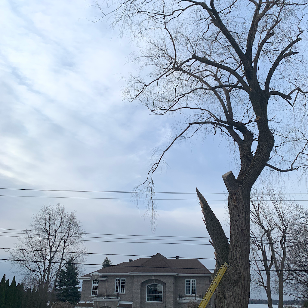 Paysagement Abattage Émondage Élagage | SAISONEX | 16 Rue Regent, Greenfield Park, QC J4V 2T7, Canada | Phone: (514) 619-1813