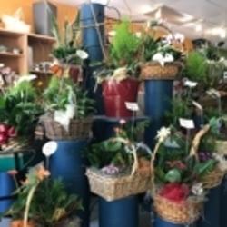 LAristocrate Fleuriste & Boutique Cadeaux Inc | 87 Rue St Pierre, Saint-Constant, QC J5A 1G7, Canada | Phone: (450) 632-5550