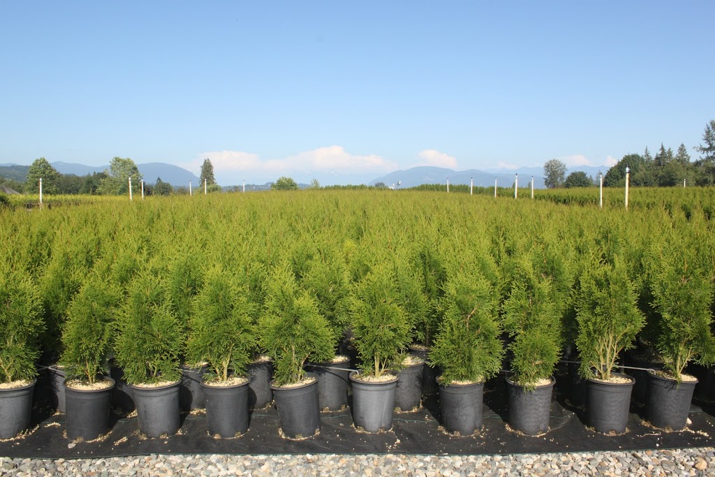 Camson Creek Cedars | 29219 Sangara Ave, Abbotsford, BC V4X 2G3, Canada | Phone: (604) 857-5614
