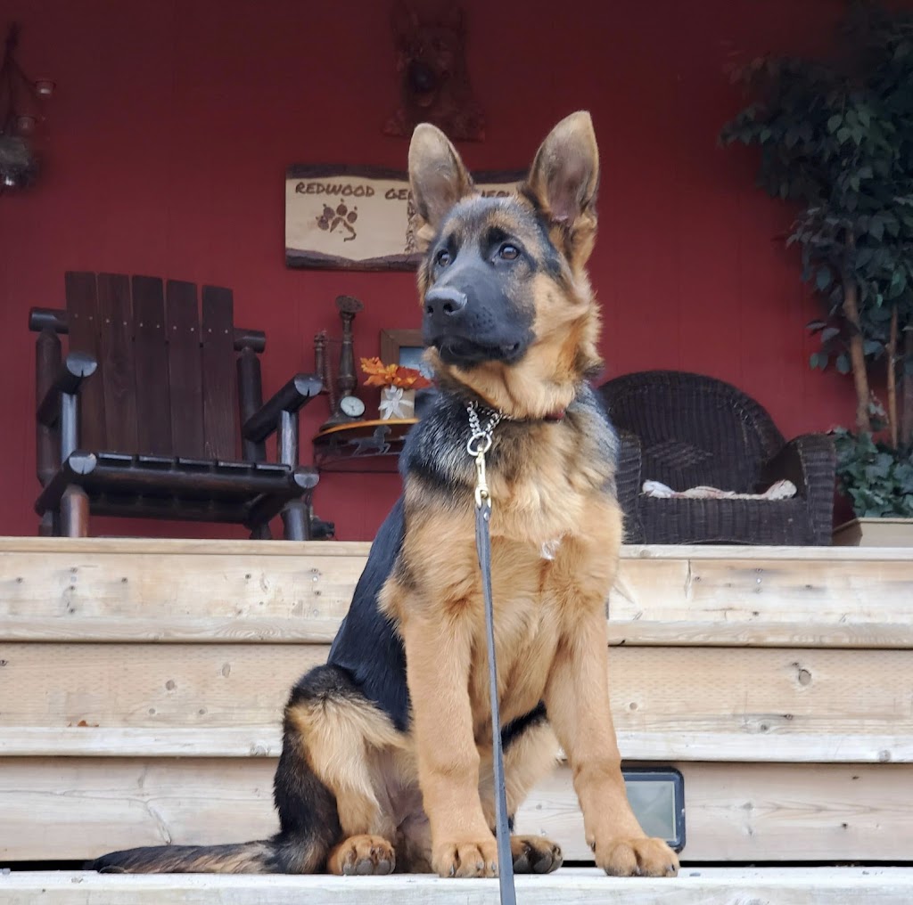 Redwood German shepherds kennel | 100 Hwy 17, Walford, ON P0P 2E0, Canada | Phone: (705) 849-4001