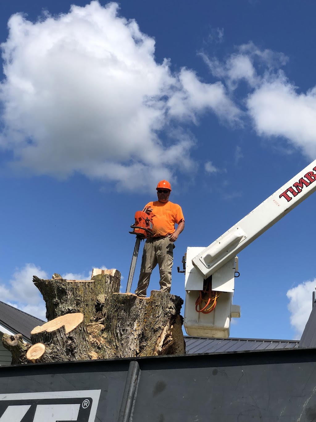 Timbertech Tree Care | 654 Airport Rd, Stirling, ON K0K 3E0, Canada | Phone: (613) 968-1897