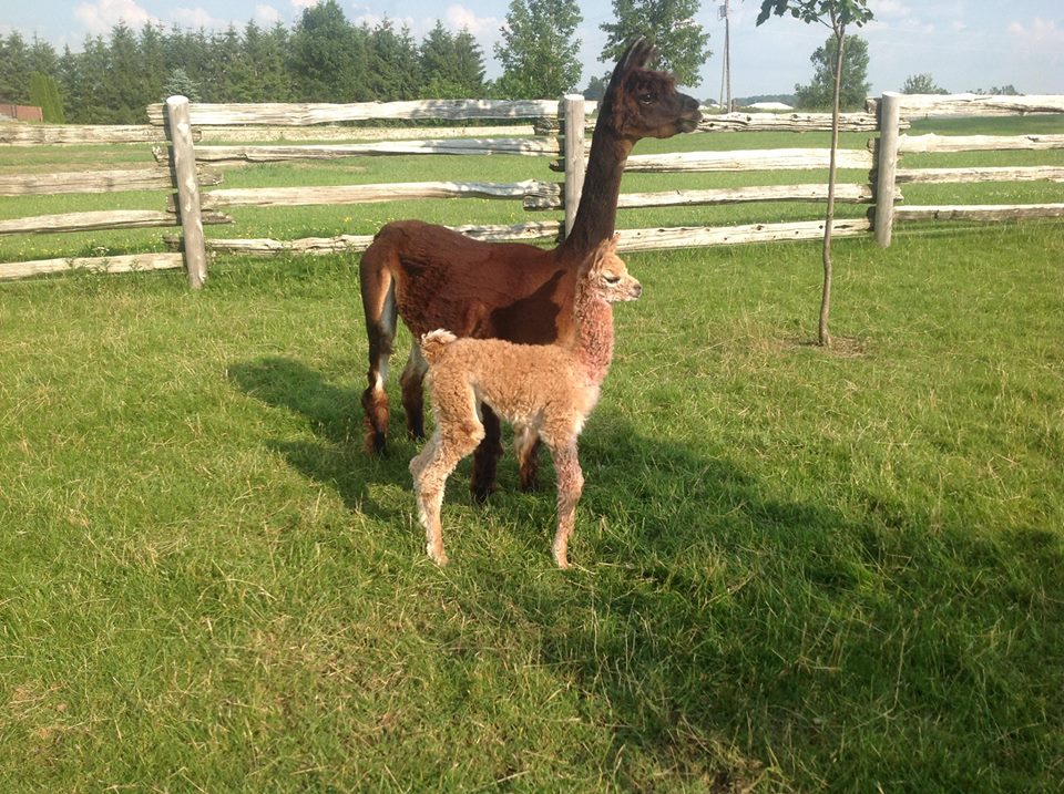Cranbrook Acres Alpaca Farm | 42692 Cranbrook Rd, Brussels, ON N0G 1H0, Canada | Phone: (519) 887-8630