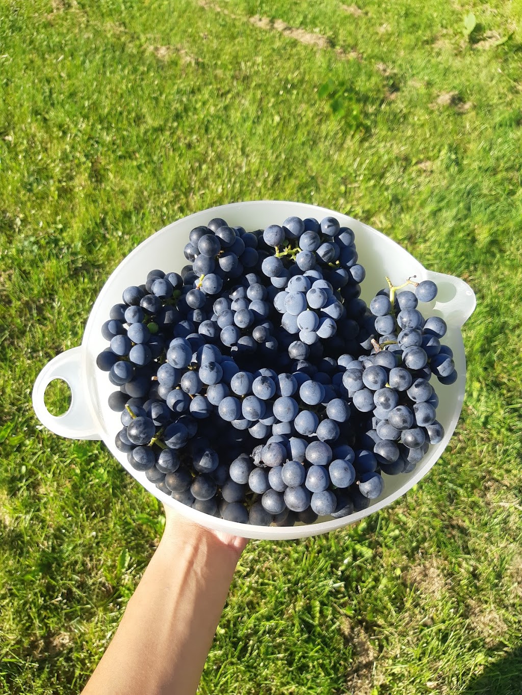 Austins All Natural Farm | 2718 NB-106, Boundary Creek, NB E1G 4M6, Canada | Phone: (506) 233-5372