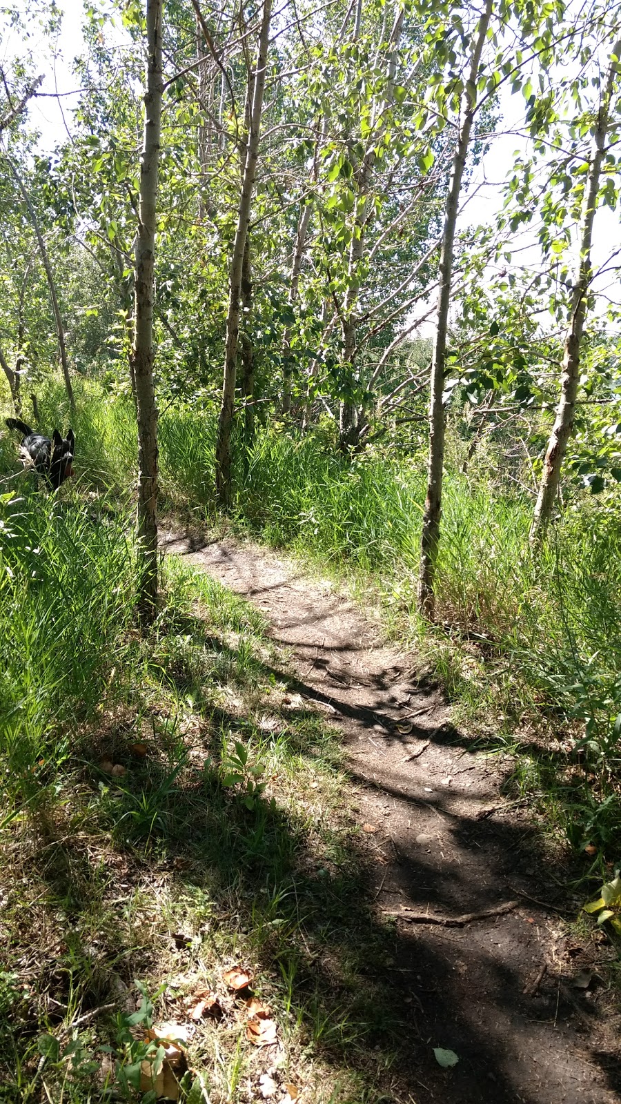Strathcona Science Provincial Park | 8650 17 St NW, Strathcona County, AB T6S, Canada | Phone: (780) 672-7274
